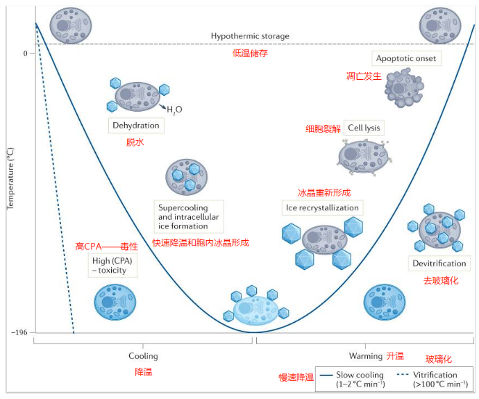 冷冻保存过程中细胞损伤的潜在机制.png
