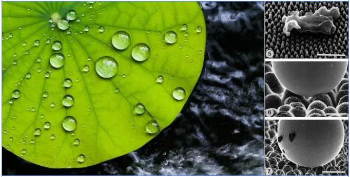 PVP在超疏水聚氨酯涂层中的应用