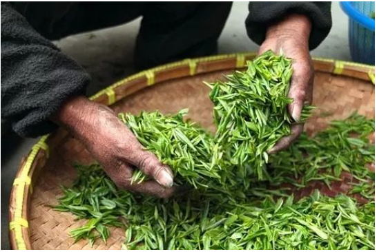 PVPP 在绿茶饮料中的应用.png